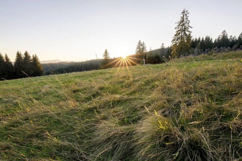Meadow in the forest at sunrise in Todtnauberg