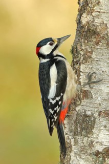 Great spotted woodpecker