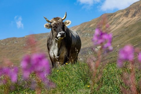 Cows on the alpine pasture in Rofental
