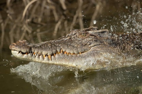 Saltwater crocodile