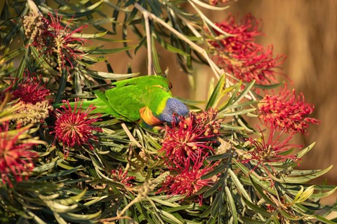 Rainbow lorikeet