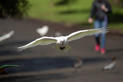 Sulphur-crested cockatoo