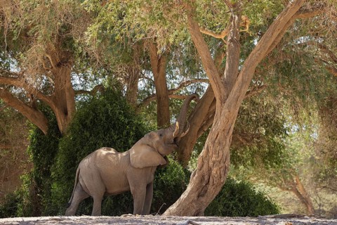 African Elephant