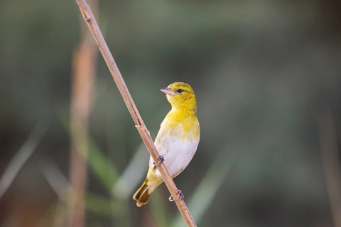 Yellow Canary