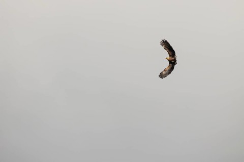 White-tailed eagle