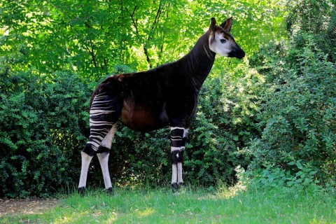 Okapi