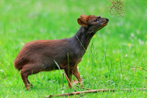 Southern pudu