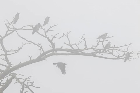 Hooded crow
