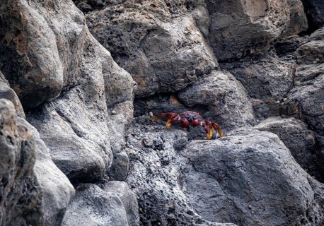 Red rock crab