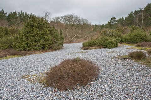 Flintstones and common juniper