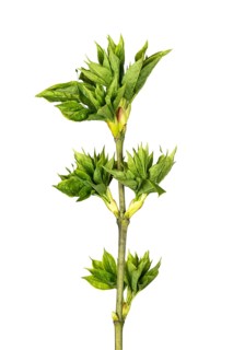 European bladdernut