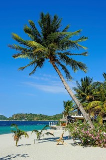 Empty sandy beach without tourists with coconut palm