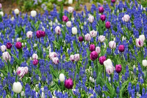 Different coloured tulips
