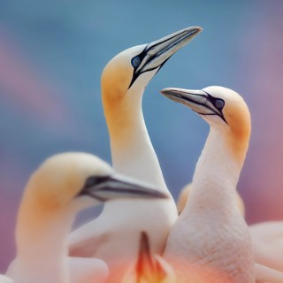 Northern gannet