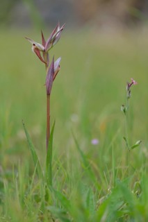 Serapias