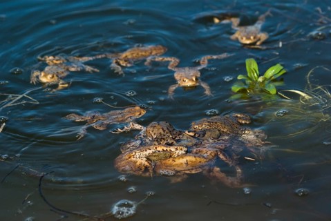 Common toad