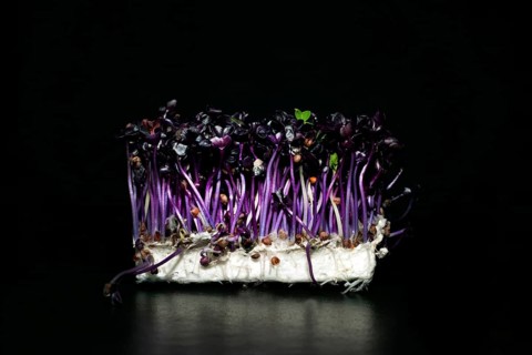 Red radish cress