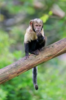 Golden-bellied capuchin