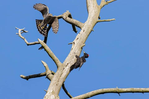 Eurasian sparrowhawk