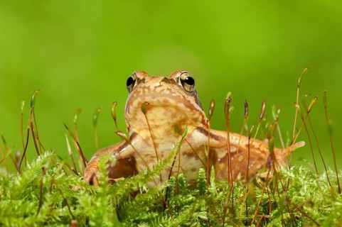 Common frog