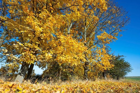 Norway maple
