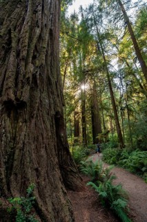 Hiker on trail through forest with coast redwoods