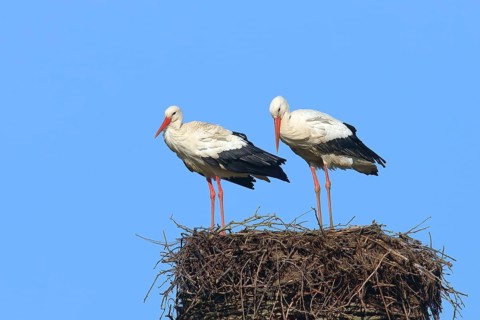 White stork