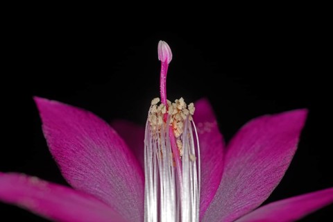 Red flower of a Schlumbergera with pistil