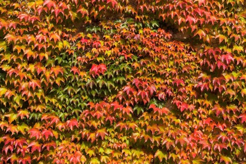 Japanese Creeper