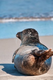 Earless seal