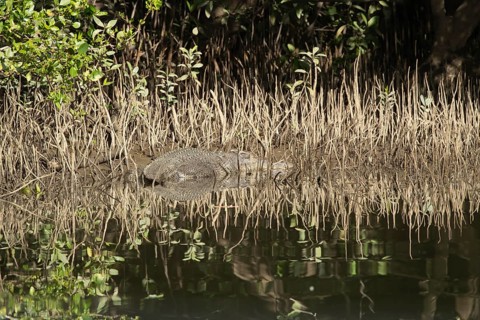 Saltwater crocodile