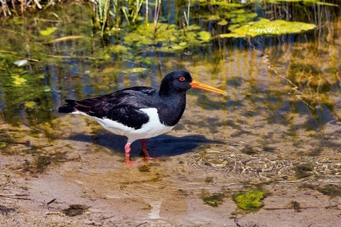 Eurasian oystercatcher