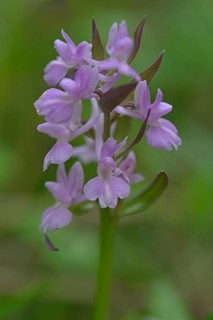 Roman dactylorhiza