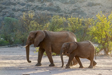 African Elephant