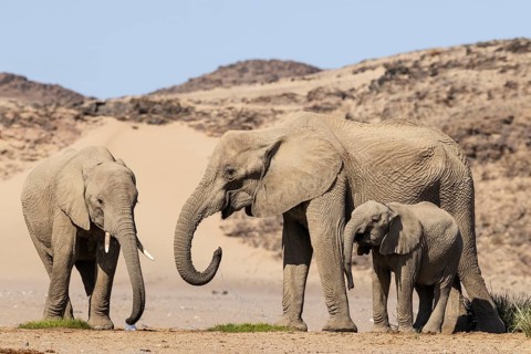 African Elephant