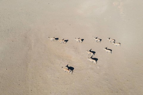 Springbok