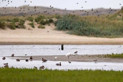 Eurasian spoonbill