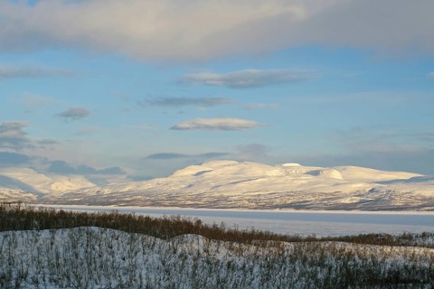 Snowy landscape and birch trees