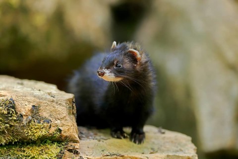 Ferret