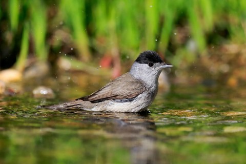 Blackcap