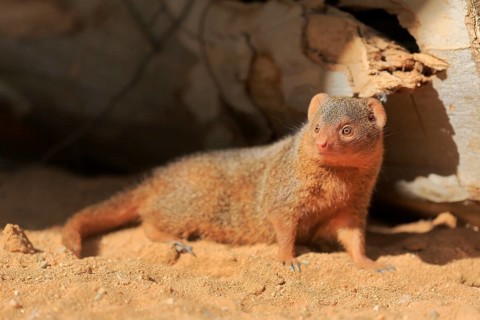 Dwarf mongoose