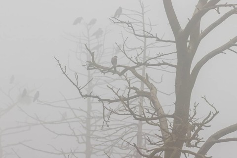Hooded crow