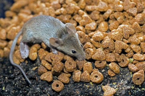 A house mouse