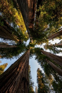 Coast redwoods
