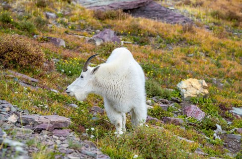 Mountain goat
