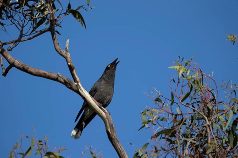 Australian magpie