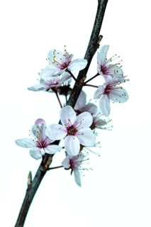 Pear Nashi Nijiseki