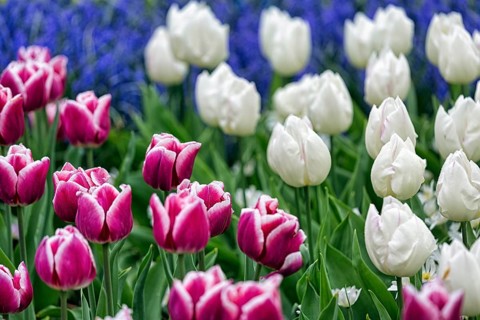 Bed with tulips