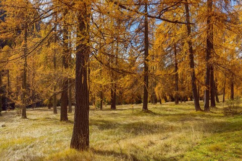 Beautifully colored larches near Cortina d'Ampezzo