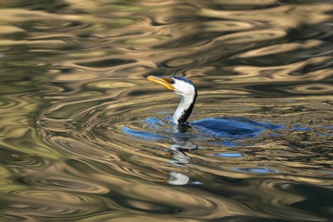 Little pied cormorant